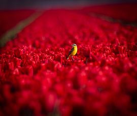 yellow wagtail among the red tulips. by Wouter Van der Zwan