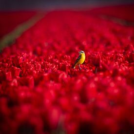 Bergeronnette jaune parmi les tulipes rouges. sur Wouter Van der Zwan
