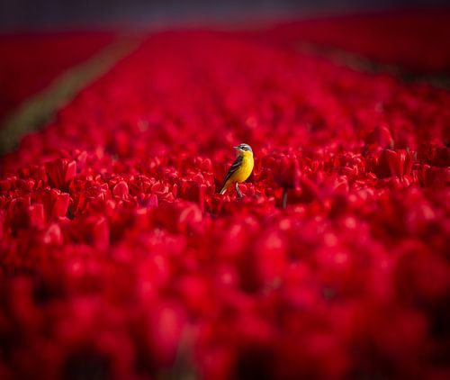 gele kwikstaart tussen de rode tulpen. van Wouter Van der Zwan