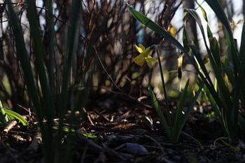 Narzisse im Schatten