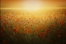 Poppy field by Joan Engels