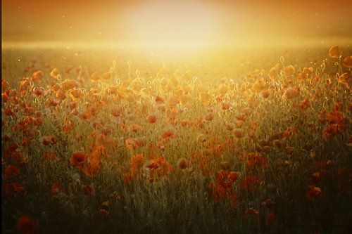 Poppy field
