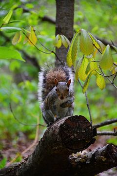 Grijze eekhoorn op tak van Snellink Photos