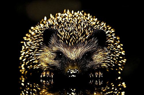 Gedetailleerd portret van gouden egel