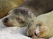 zeeleeuwen op strand van Galapagos van Marieke Funke thumbnail