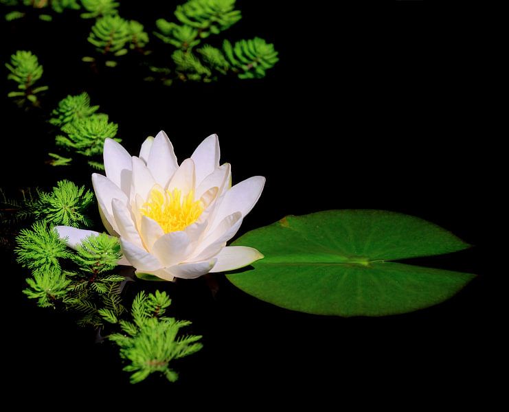 White water lily in the grass pond by ManfredFotos
