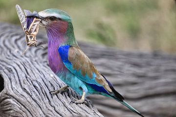 Lilac breasted roller with captured praying mantis by Jeremy Duvekot
