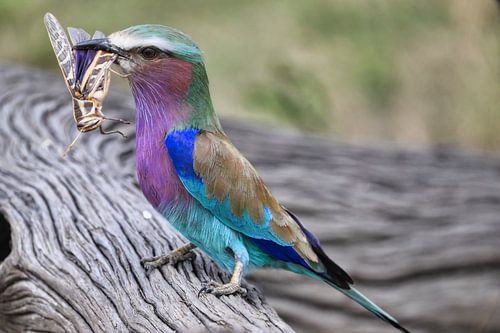 Lilac breasted roller with captured praying mantis