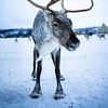 Majestic reindeer by Barbara Koppe