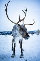 Majestic reindeer