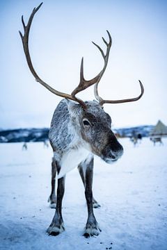 Majestic reindeer