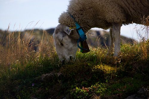 Grazing Sheep
