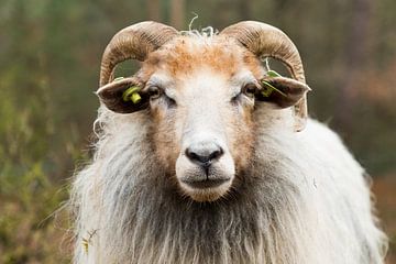 Drents Heide Schafe von Leo Kramp Fotografie