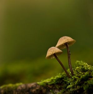 Makro 'Gemeinsam'