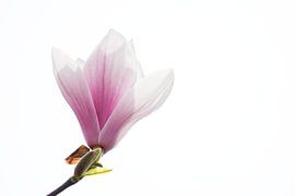 Die Schönheit des Frühlings