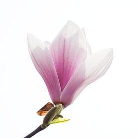 Die Schönheit des Frühlings von SW Arts