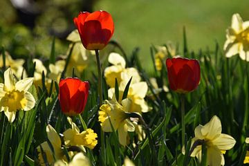 The first flowers in the garden by Claude Laprise