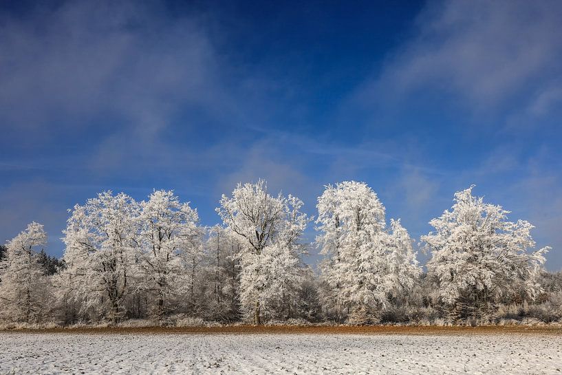 Winterlandschap bij Stockach - bomen met rijp van BlattArt - Christine Horn