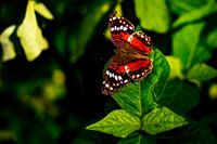 Beautiful orange butterfly in the Amazon of Peru