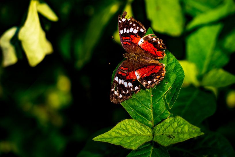 Prachtige rode tropische vlinder in de Amazone in Peru van John Ozguc