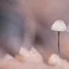 Cold pastel shades of mushrooms by Roosmarijn Bruijns