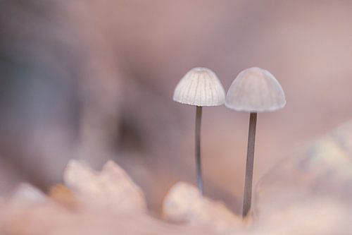 Champignons aux nuances pastel et froides