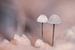 Koude pastel tinten paddenstoeltjes van Roosmarijn Bruijns