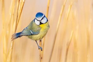 Neugierige Blaumeise