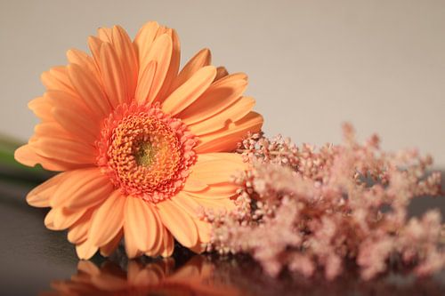 Gerbera bloem