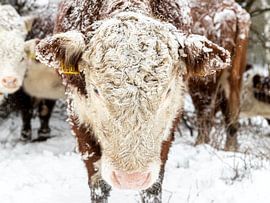 NiederlandeWinter in den Niederlanden. Rijssen und Umgebung. von Albert ten Hove