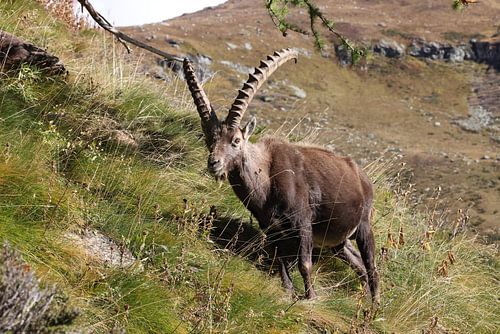 Steenbok (Capra ibex ibex) Alpen Aostadal, Italië