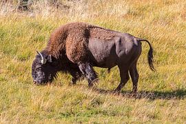 Bisons beim Grasen im Yellowstone-Nationalpark, Wyoming, USA von PhotoCluster