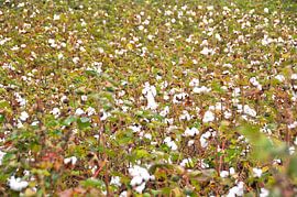 White Cotton Plantation by Studio Retouched fotoshop