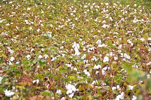 White Cotton Plantation sur Paul van Baardwijk