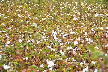White Cotton Plantation by Paul van Baardwijk