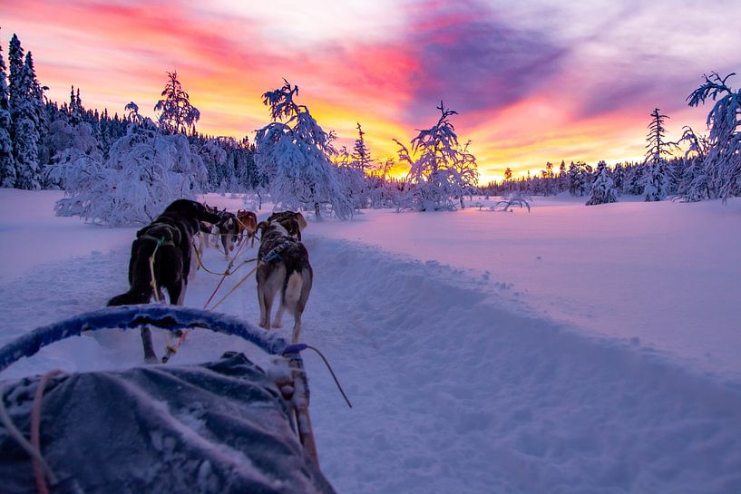 Circuit en husky avec un magnifique coucher de soleil à Salen en Suède par Kevin Pluk
