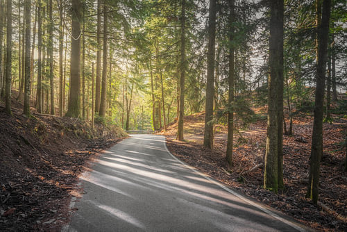 Weg door het bos van Vallombrosa in Toscane, Italië