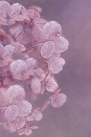 Rêve éveillé sur The Art Of Vili