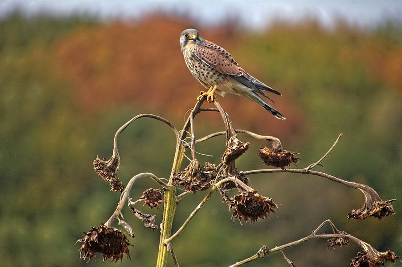 Kestrel van Edgar Schermaul