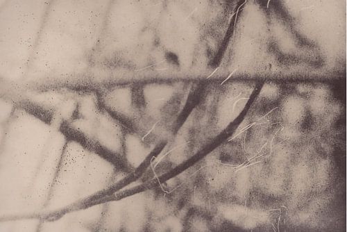 Meadow _ 12