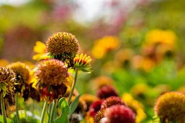 Yellow scenarios by Sandra Estupinan