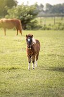 Fluffy shetland pony in a field