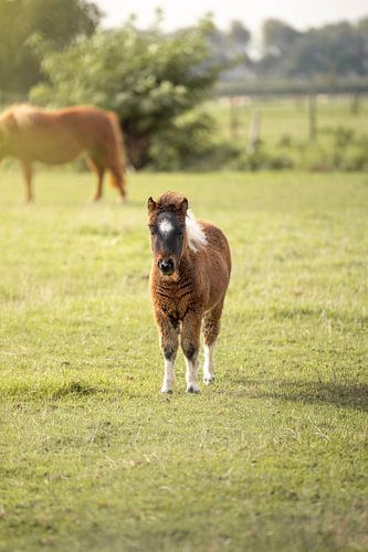 Flauschiges Shetlandpony auf einem Feld