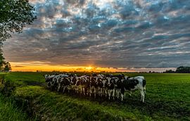 Zonsondergang met koeien by Douwe van der Leij