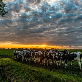 Zonsondergang met koeien by Douwe van der Leij