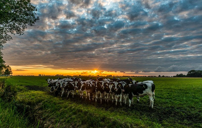 Zonsondergang met koeien van Douwe van der Leij
