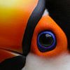 Das Auge des Tukans von Antwan Janssen