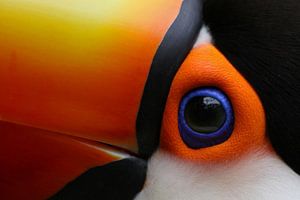 Das Auge des Tukans von Antwan Janssen