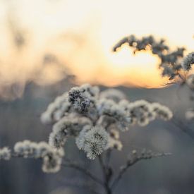 Heteren part 93 by Tania Perneel