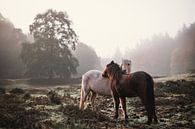 Zwei Pferde helfen sich gegenseitig von Wahid Fayumzadah Miniaturansicht